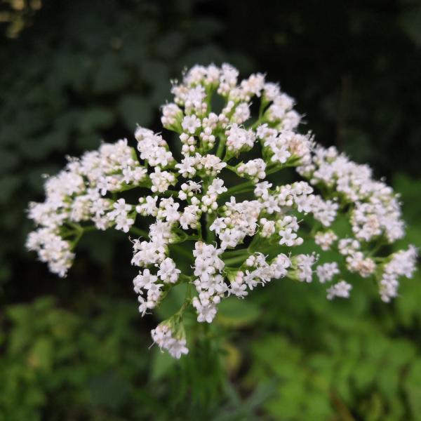 Echter Baldrian - Valeriana Officinalis | Bienenroute